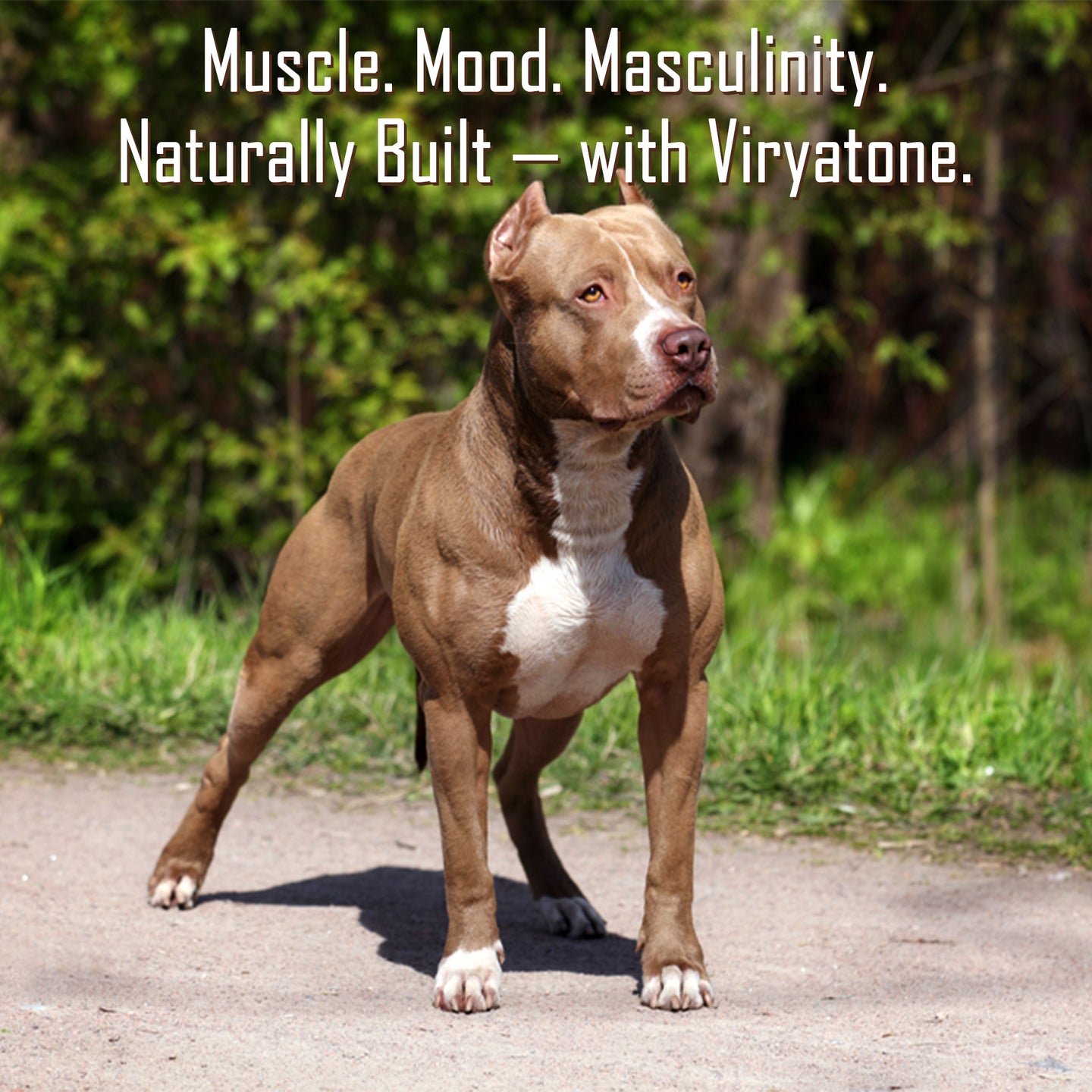Viryatone Pet Powder-100gm (Rejuvenating & Powerful Aphrodisiac)